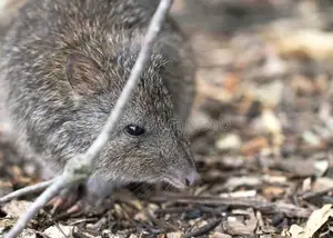 Discover the Potoroo: Australia's Ancient, Mysterious Marsupial & Ecosystem Engineer - image 6