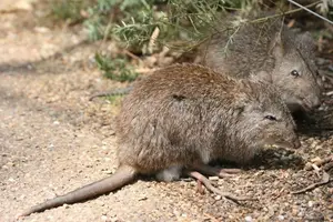 Discover the Potoroo: Australia's Ancient, Mysterious Marsupial & Ecosystem Engineer - image 3