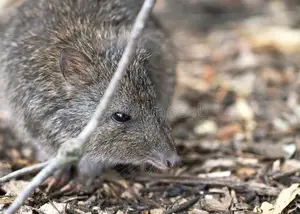 Discover the Potoroo: Australia's Ancient, Mysterious Marsupial & Ecosystem Engineer - image 1