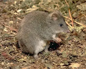Discover the Potoroo: Australia's Ancient, Mysterious Marsupial & Ecosystem Engineer - image 4