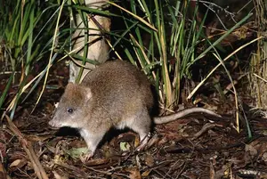 Discover the Potoroo: Australia's Ancient, Mysterious Marsupial & Ecosystem Engineer - image 2