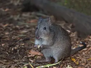 Discover the Potoroo: Australia's Ancient, Mysterious Marsupial & Ecosystem Engineer - image 7