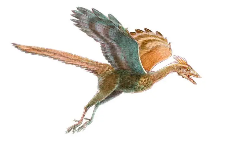 Archaeopteryx Mystery: Primitive Bird Reveals Dinosaur Evolution's Turning Point to Birds