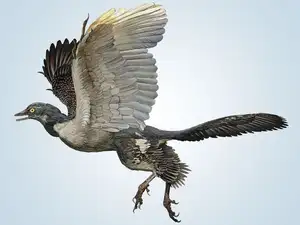 Archaeopteryx Mystery: Primitive Bird Reveals Dinosaur Evolution's Turning Point to Birds - image 1