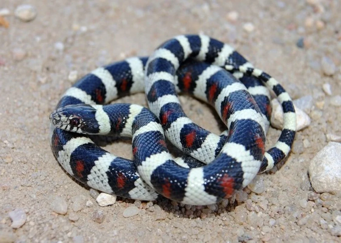 Top 4 Beautiful Non-Venomous Snakes to Keep as Pets for the Year of the Snake