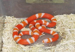 Top 4 Beautiful Non-Venomous Snakes to Keep as Pets for the Year of the Snake - image 4
