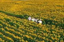 Immerse in Golden Rapeseed Fields: Girl's Artistic Photography Amidst Peaceful Charm, Attracting Year-End Visitors. - image 5
