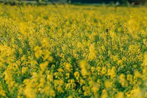 Immerse in Golden Rapeseed Fields: Girl's Artistic Photography Amidst Peaceful Charm, Attracting Year-End Visitors. - image 11