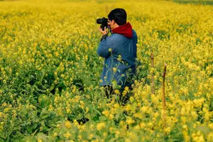 Immerse in Golden Rapeseed Fields: Girl's Artistic Photography Amidst Peaceful Charm, Attracting Year-End Visitors. - image 8