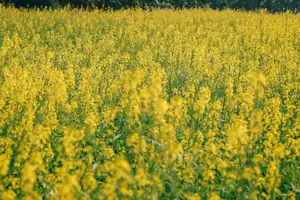 Immerse in Golden Rapeseed Fields: Girl's Artistic Photography Amidst Peaceful Charm, Attracting Year-End Visitors. - image 4