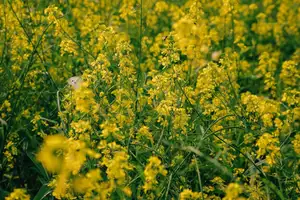 Immerse in Golden Rapeseed Fields: Girl's Artistic Photography Amidst Peaceful Charm, Attracting Year-End Visitors. - image 0