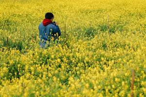 Immerse in Golden Rapeseed Fields: Girl's Artistic Photography Amidst Peaceful Charm, Attracting Year-End Visitors. - image 10