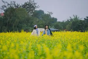 Immerse in Golden Rapeseed Fields: Girl's Artistic Photography Amidst Peaceful Charm, Attracting Year-End Visitors. - image 2