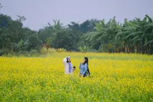 Immerse in Golden Rapeseed Fields: Girl's Artistic Photography Amidst Peaceful Charm, Attracting Year-End Visitors. - image 6