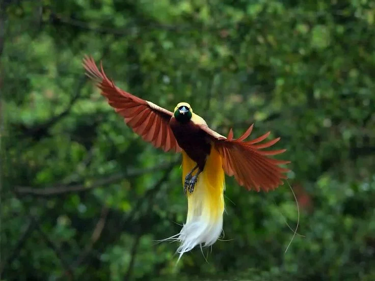 The Greater Bird of Paradise: A Surreal Vision in New Guinea