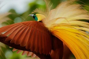 The Greater Bird of Paradise: A Surreal Vision in New Guinea - image 7
