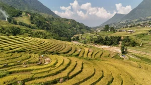 Sa Pa Golden Season Ends Early: A Guide to Vietnam's Rice Terraces - image 4