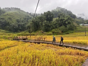 Sa Pa Golden Season Ends Early: A Guide to Vietnam's Rice Terraces - image 1