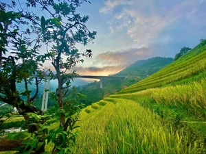 Sa Pa Golden Season Ends Early: A Guide to Vietnam's Rice Terraces - image 6