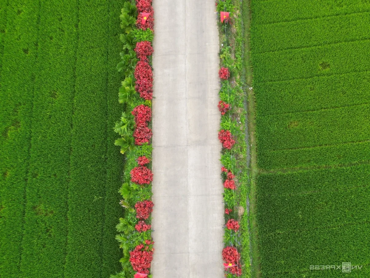 Quang Ngai Countryside: A Floral Paradise Along the Rural Roads