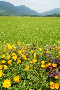 Quang Ngai Countryside: A Floral Paradise Along the Rural Roads - image 9