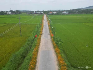 Quang Ngai Countryside: A Floral Paradise Along the Rural Roads - image 4