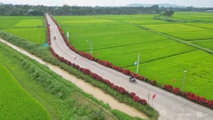 Quang Ngai Countryside: A Floral Paradise Along the Rural Roads - image 8