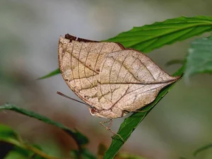 Discover the Master of Camouflage: Vietnam's Remarkable Leaf Butterfly - image 2