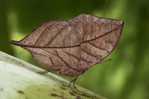 Discover the Master of Camouflage: Vietnam's Remarkable Leaf Butterfly - image 4