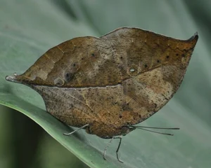 Discover the Master of Camouflage: Vietnam's Remarkable Leaf Butterfly - image 1