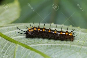 Discover the Master of Camouflage: Vietnam's Remarkable Leaf Butterfly - image 6