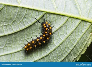 Discover the Master of Camouflage: Vietnam's Remarkable Leaf Butterfly - image 5