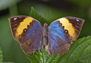 Discover the Master of Camouflage: Vietnam's Remarkable Leaf Butterfly - image 3
