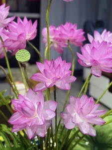 Inside Editor Hoang Trang’s Vibrant Floral Home: Inspiring Interior Design Ideas for Flower Lovers - image 6