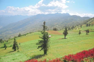Suoi Thau Plateau: Discover the Breathtaking Buckwheat Flower Season in Ha Giang - image 8