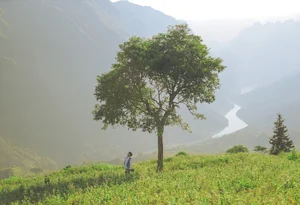 Suoi Thau Plateau: Discover the Breathtaking Buckwheat Flower Season in Ha Giang - image 6
