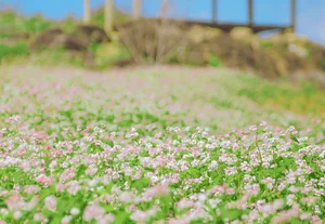 Suoi Thau Plateau: Discover the Breathtaking Buckwheat Flower Season in Ha Giang - image 10