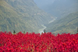 Suoi Thau Plateau: Discover the Breathtaking Buckwheat Flower Season in Ha Giang - image 3