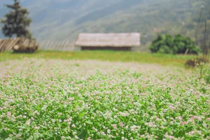Suoi Thau Plateau: Discover the Breathtaking Buckwheat Flower Season in Ha Giang - image 1