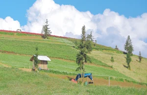 Suoi Thau Plateau: Discover the Breathtaking Buckwheat Flower Season in Ha Giang - image 9