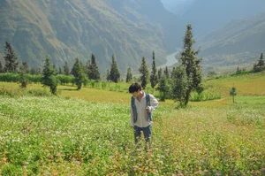 Suoi Thau Plateau: Discover the Breathtaking Buckwheat Flower Season in Ha Giang - image 2