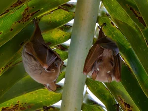 World's Most Impressive Giant Bats: A Deep Dive into the Giants of the Night Sky - image 7