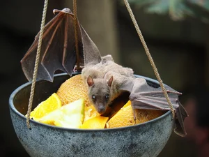 World's Most Impressive Giant Bats: A Deep Dive into the Giants of the Night Sky - image 2