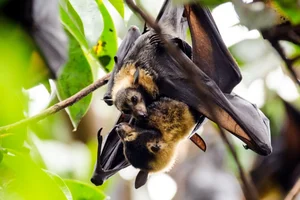 World's Most Impressive Giant Bats: A Deep Dive into the Giants of the Night Sky - image 5