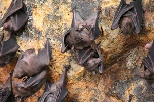 World's Most Impressive Giant Bats: A Deep Dive into the Giants of the Night Sky - image 8
