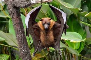 World's Most Impressive Giant Bats: A Deep Dive into the Giants of the Night Sky - image 3
