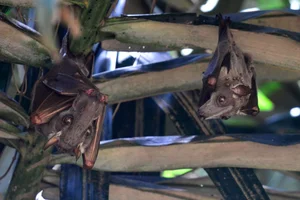 World's Most Impressive Giant Bats: A Deep Dive into the Giants of the Night Sky - image 10