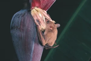 World's Most Impressive Giant Bats: A Deep Dive into the Giants of the Night Sky - image 9