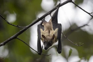 World's Most Impressive Giant Bats: A Deep Dive into the Giants of the Night Sky - image 6