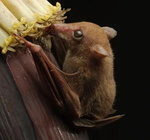 World's Most Impressive Giant Bats: A Deep Dive into the Giants of the Night Sky - image 0